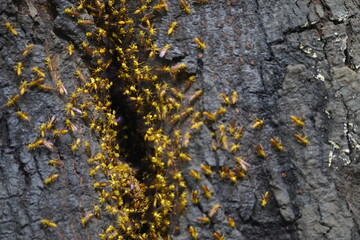 Angiopolybia pallens is a species of social wasp predominantly found in South America. Location: Near Mamori, Amazon rainforest. According to local residents, 4 stings from the wasp can kill a person.