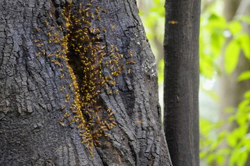 Obraz premium Angiopolybia pallens is a species of social wasp predominantly found in South America. Location: Near Mamori, Amazon rainforest. According to local residents, 4 stings from the wasp can kill a person.