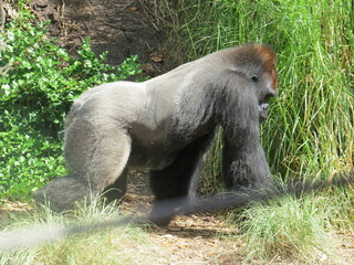 A western lowland silverback gorilla in a close-up shot exhibiting human-like behaviors and gestures.