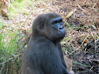 A western lowland silverback gorilla in a close-up shot exhibiting human-like behaviors and gestures. © ahmet