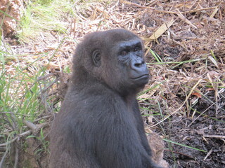 A western lowland silverback gorilla in a close-up shot exhibiting human-like behaviors and gestures.