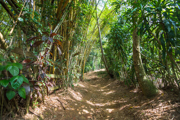 View of a bamboo grove at Praia do Pouso (Pouso Beach) - Ilha Grande, Angra dos Reis, Brazil