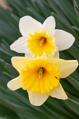 Fototapeta premium yellow white daffodils