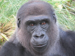 A western lowland silverback gorilla in a close-up shot exhibiting human-like behaviors and gestures.
