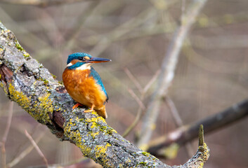 A Common Kingfisher (alcedo atthis) in the Reed, Heilbronn, Germany