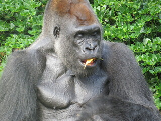 A male silverback gorilla is eating a leaf. 