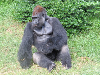 A male silverback gorilla resting and looking around.
