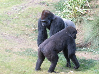 Two male silverback gorillas wondering around. 