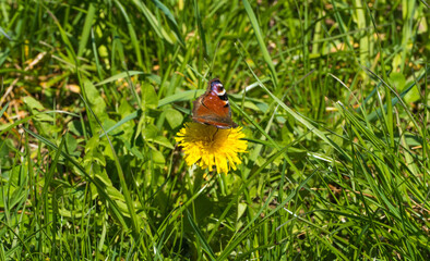 Schmetterling auf Löwenzahnblüte