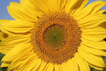 Fototapeta premium Blooming sunflowers - Tournesols