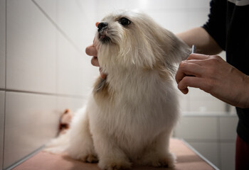 Dog grooming 