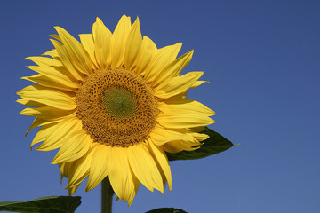 Blooming sunflowers - Tournesols