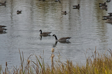 Canada Geese in a Pond
