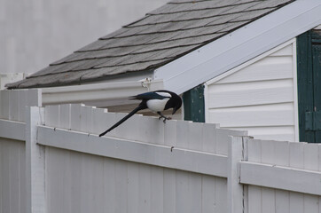 A Magpie on a Fence