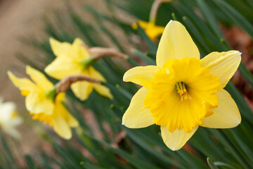 Fototapeta premium daffodil blooming
