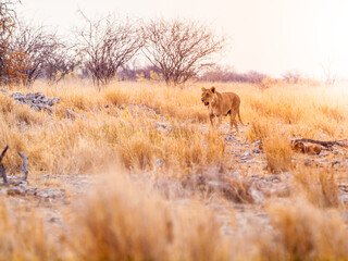 Lion cub in african savanna