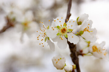 plum blossom