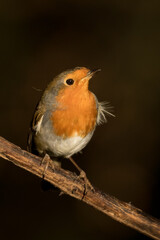 European Robin (Erithacus rubecula)