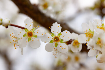 plum blossum