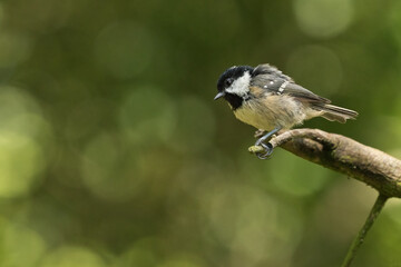 Coal Tit (Periparus ater)
