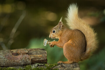 Red Squirrel (Sciurus vulgaris)