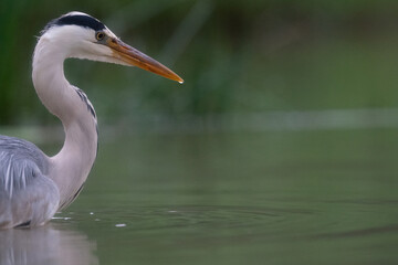 Fototapeta premium The grey heron (Ardea cinerea)