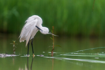 The little egret (Egretta garzetta)