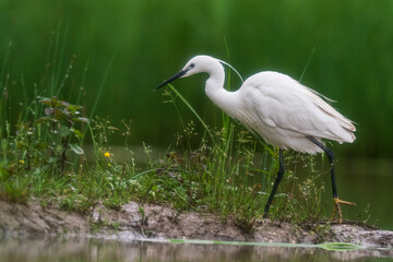 The little egret (Egretta garzetta)