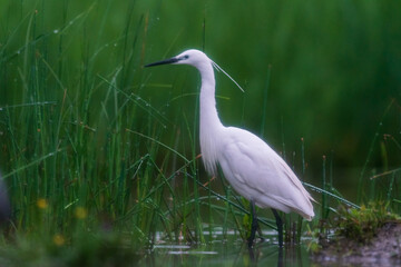 The little egret (Egretta garzetta)