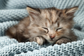 Cute kitten sleeping on light blue knitted blanket