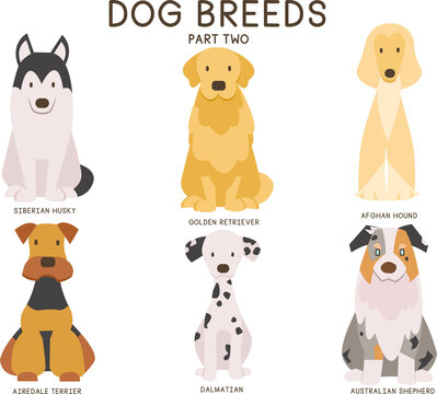 A vector set of six large dog breeds: Siberian Husky, Golden Retriever, Afghan Hound, Airedale Terrier, Dalmatian, Australian Shepherd.