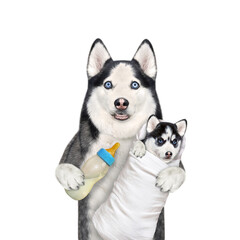 A dog husky holds and feed its puppy with milk. White background. Isolated.