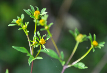 In nature, the grass grows bidens frondosa