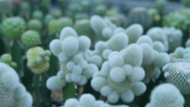 Small gardening concept of 4k Resolution. Cactus in the nursery. Cultivation and breeding.