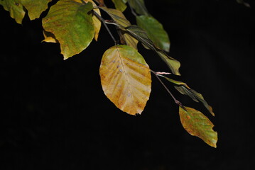 liście jesienią - obrazy, fototapety, plakaty