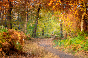 Fototapeta premium Beautiful and colourful autumn forest with a pathway.
