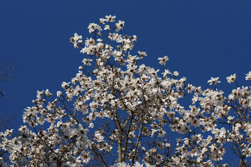 bl&uuml;hender Magnolienbaum 