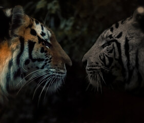 Siberian and white tigers facing each other
