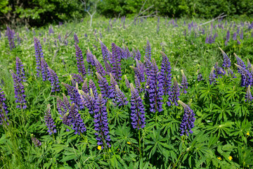 Obraz premium Chamaenerion angustifolium (Ivan tea) plant with purple flowers growing in a green grass field in Russia