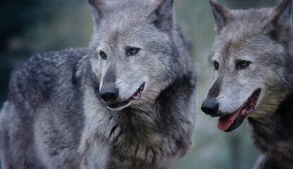 Fototapeta premium A pair of European greay wolves closeup image.