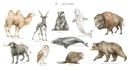 Watercolor wild animals letter B. Bactrian camel, blackbuck antelope, badger, beluga, bison, buffalo, barn owl, bowhead whale, beaver, bear. Wildlife animals. Educational alphabet cards with animals.  - 473870260