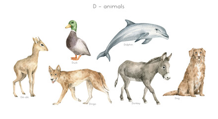 Watercolor wild animals letter D. Dik-dik, duck, dingo dog, dolphin, donkey, dog. Zoo alphabet. Wildlife animals. Educational cards with animals.  - 473870262