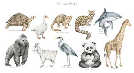 Watercolor wild animals letter G. Galapagos tortoise, goose, grey mouse lemur, genet, gorilla, goat, giant panda, giraffe. Zoo alphabet. Wildlife animals. Educational cards with animals.  © Kate K.