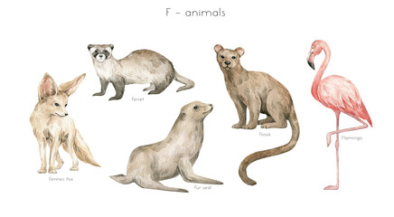 Watercolor wild animals letter F. Ferret, fennec fox, fur seal, fossa, flamingo. Zoo alphabet. Wildlife animals. Educational cards with animals.  - obrazy, fototapety, plakaty