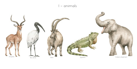 Watercolor wild animals letter I. Impala, ibis bird, ibex, iguana, Indian elephant. Zoo alphabet. Wildlife animals. Educational cards with animals.  - 473870267