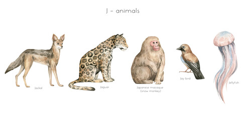 Watercolor wild animals letter J. Jackal, jaguar, Japanize macaque, jay bird, jellyfish. Zoo alphabet. Wildlife animals. Educational cards with animals.  - obrazy, fototapety, plakaty