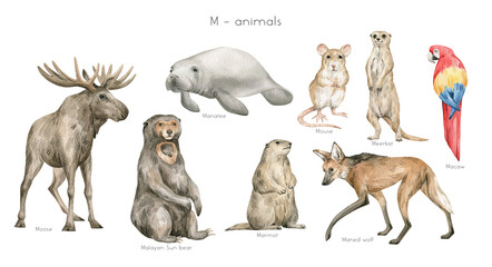 Watercolor wild animals letter M. Moose, manatee, Malaysian Sun bear, mouse, meerkat, macaw, maned wolf, marmot. Zoo alphabet. Wildlife animals. Educational cards with animals. 