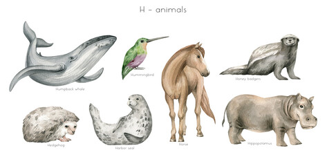Watercolor wild animals letter H. Humpback whale, hummingbird, horse, honey badger, hedgehog, harbor seal, hippopotamus. Zoo alphabet. Wildlife animals. Educational cards with animals.  - 473870272