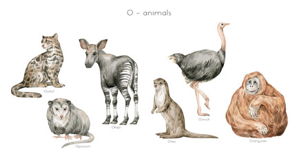 Watercolor wild animals letter O. Ocelot, opossum, okapi, otter, ostrich, orangutan. Zoo alphabet. Wildlife animals. Educational cards with animals. 