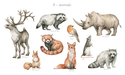 Watercolor wild animals letter R. Reindeer, raccoon dog, rhinoceros, red panda, robin bird, red fox, red squirrel, rat, raccoon. Zoo alphabet. Wildlife animals. Educational cards with animals.  - 473870275